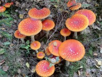/album/fotogaleria/cimg7797-jpg/