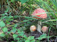 /album/fotogaleria/cimg7928-jpg/
